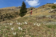 24 Crocus sui pascoli